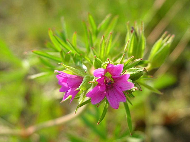 Geranium dissectum / Geranio sbrandellato